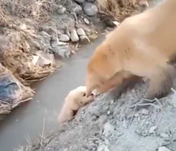 Son chiot est tombé dans un ruisseau, la chienne fait tout pour le sauver