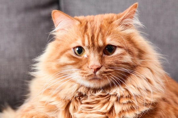 6 curiosités sur votre chat que vous ne connaissiez probablement pas