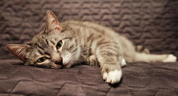Symptômes indiquant qu'un chat n'est pas malade, il est en train de mourir