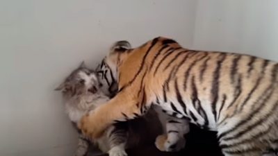Un tigre s'approche d'un chat sans défense, sa réaction est totalement inattendue