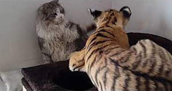 Un tigre s'approche d'un chat sans défense, sa réaction est totalement inattendue