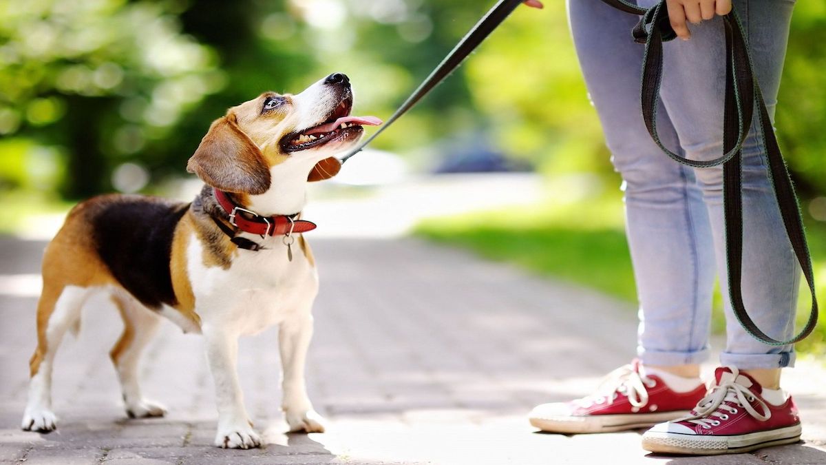 L'importance de promener absolument son chien 3 fois par jour
