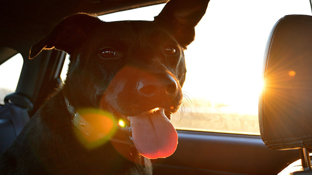 Tout ce que vous devez savoir avant de voyager avec votre chien en voiture