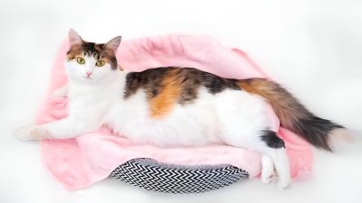 Tout ce que vous devez savoir sur la grossesse de votre chat