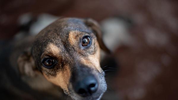 Tout ce qu’il faut savoir sur la santé et l’espérance de vie des chiens de race mixte