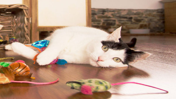 Tout savoir sur l'anxiété de séparation chez le chat selon des experts