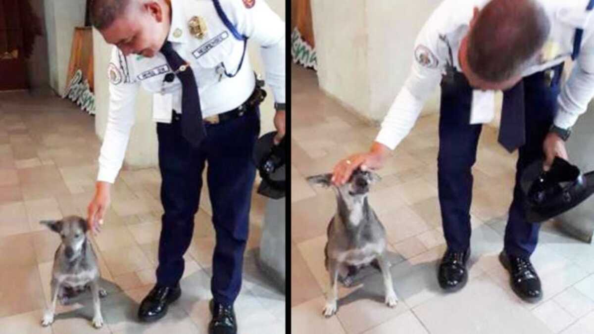 Un agent de sécurité enfreint toutes les règles pour aider une chienne errante