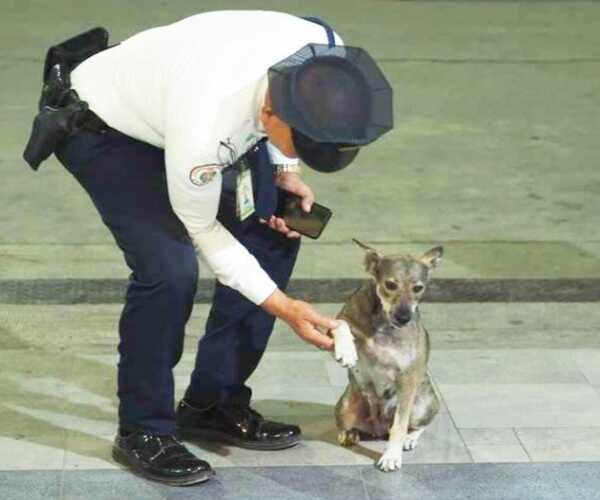 Un agent de sécurité d'un centre commercial enfreint toutes les règles pour aider un chien errant