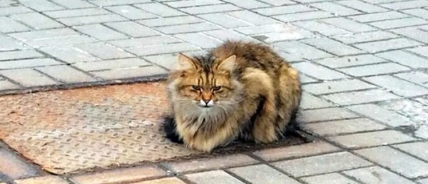 Un chat abandonné a attendu pendant un an le retour de ses propriétaires à l'endroit où ils l'ont laissé