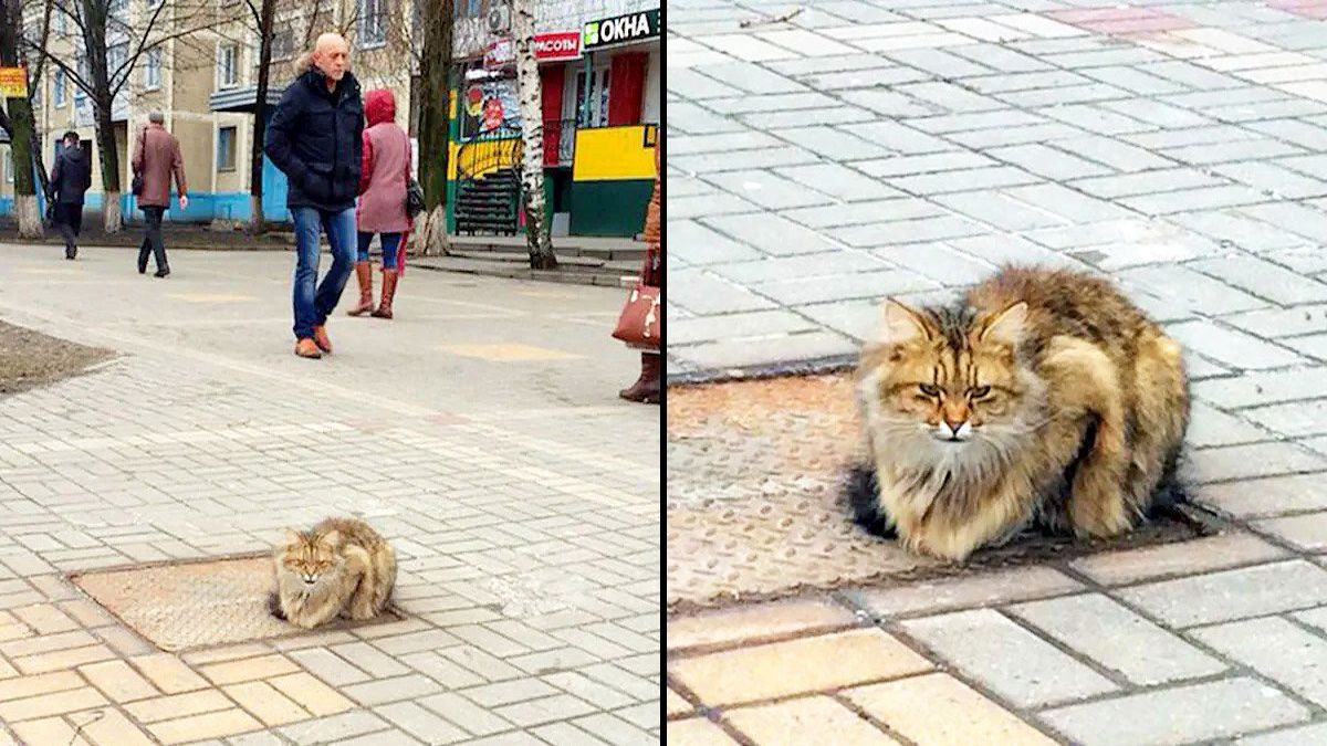 Un chat abandonné a attendu pendant un an le retour de ses propriétaires à l'endroit où ils l'ont laissé