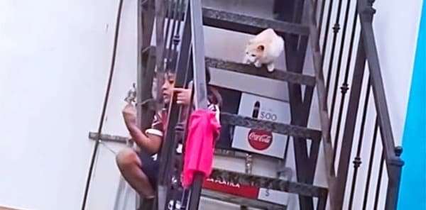 Un chat affamé et rusé vole le poulet que mangeait un enfant, les internautes hilares