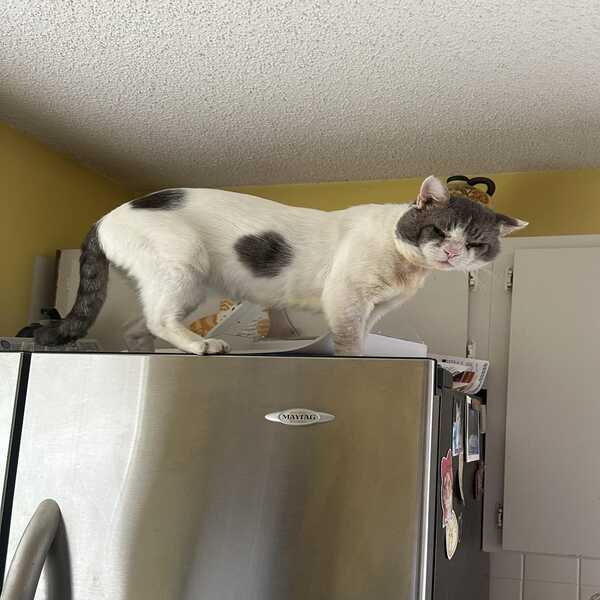 Un chat errant se bat chaque jour pour de la nourriture, maintenant il est le chef de la maison