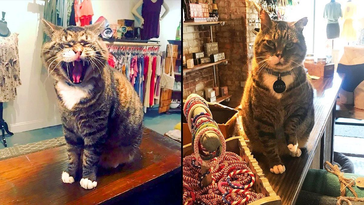 Un chat errant devient l'agent de sécurité du magasin de celle qui l'a sauvé et adopté
