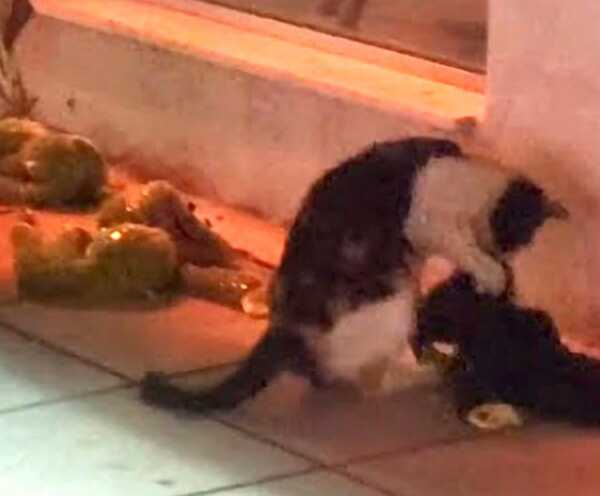 Un chat errant vole un jouet dans un magasin d'animaux pour compenser le manque d'amour
