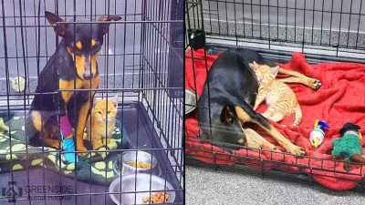 Un chaton s'échappe de sa cage chez le vétérinaire pour réconforter une chienne et récupérer ensemble