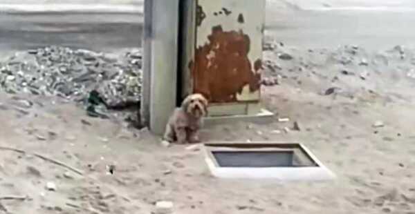 Un chien appelle à l'aide pour sauver son frère tombé dans un trou, il ne l'a jamais abandonné
