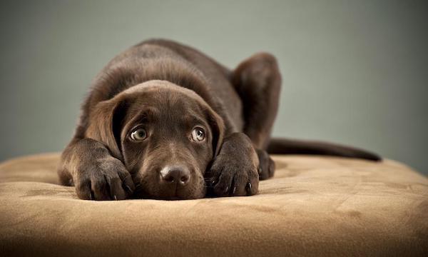 Un chien peut-il détecter quand quelqu'un dans la maison va mourir ? Voici la réponse