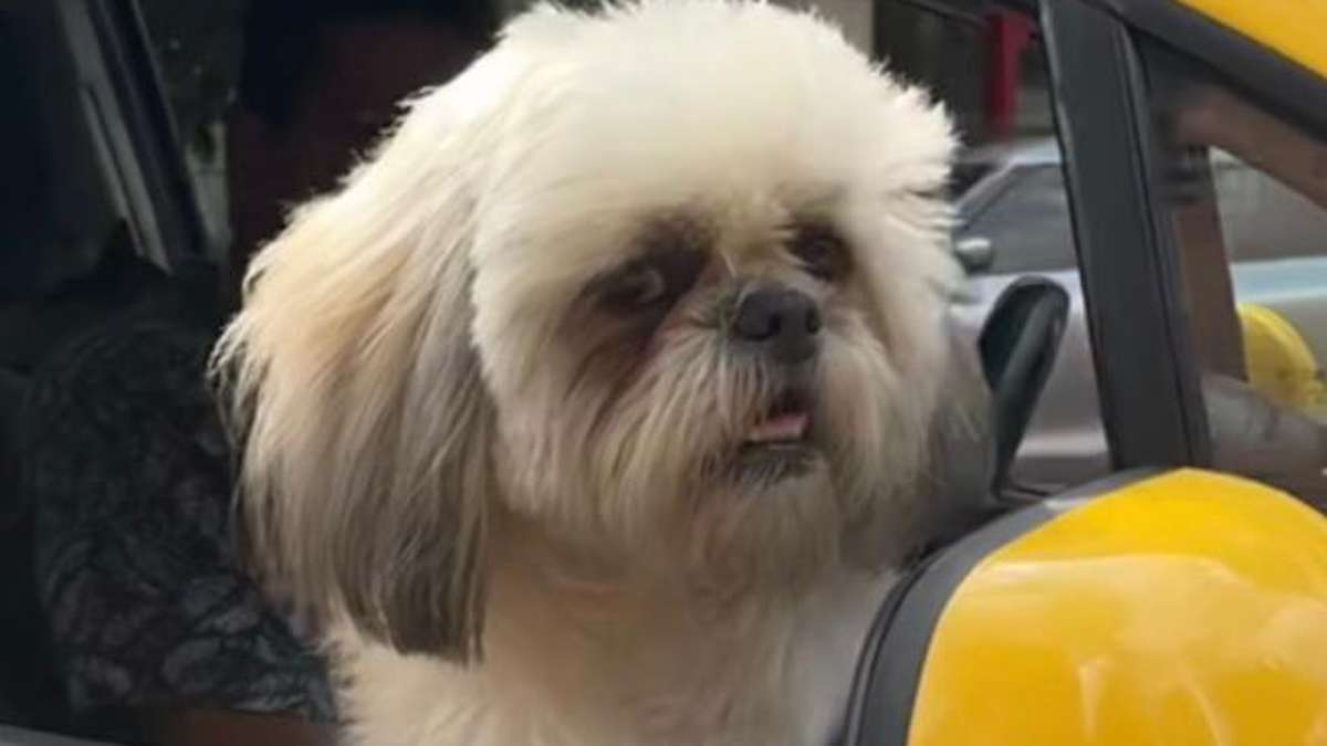 Un chien co-pilote d'un chauffeur de taxi devient célèbre, on lui laisse des pourboires