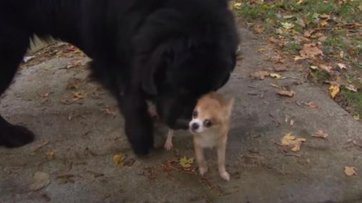 Un chihuahua défend son ami, un chienTerre-Neuve, en train de se faire kidnapper