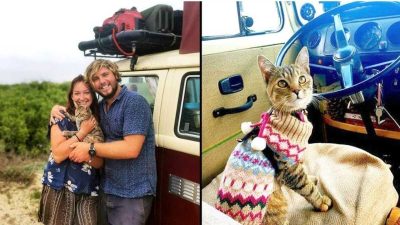 Un couple reste au Mexique un an, ils ne voulaient pas abandonner le chat qu'ils avaient sauvé