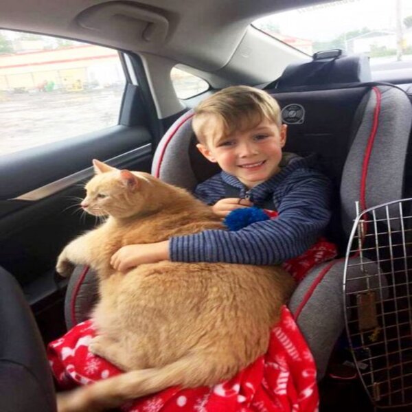Un enfant surprend sa famille en choisissant d'adopter un chat âgé et obèse plutôt qu'un chaton