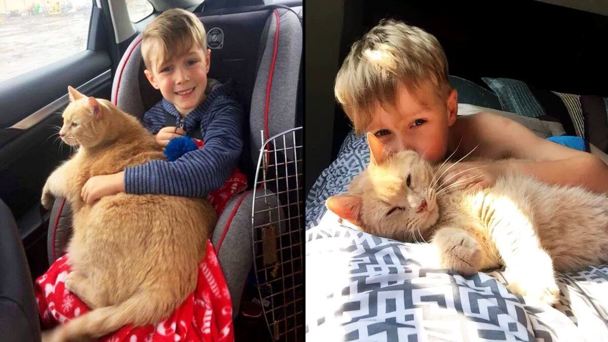Un enfant surprend sa famille en choisissant d'adopter un chat âgé et obèse plutôt qu'un chaton