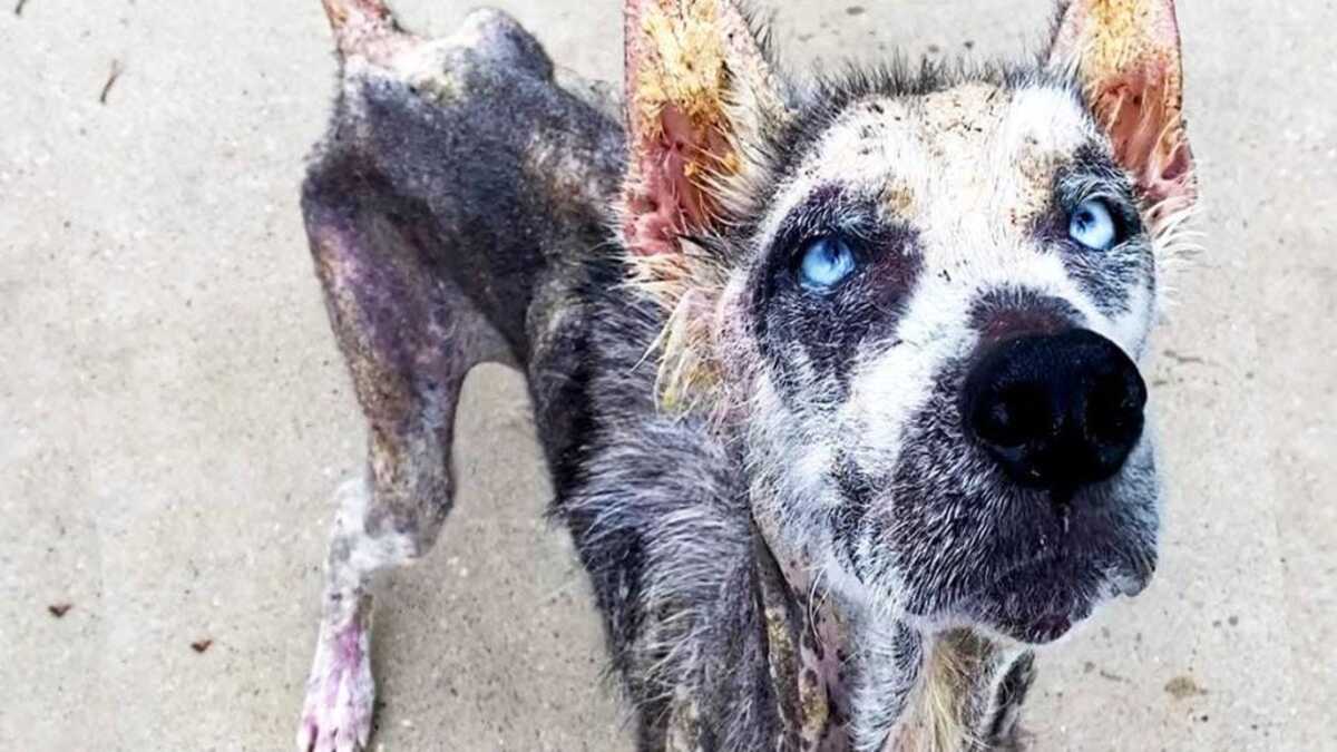 Un homme emmène son chien dans un refuge pour le faire euthanasier, ils refusent
