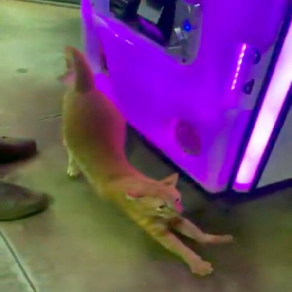 Un jeune joue à la machine attrape-peluche et gagne un vrai chat