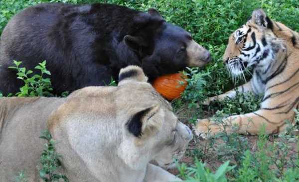 Un lion, un tigre et un ours sauvés quand ils étaient petits deviennent inséparables