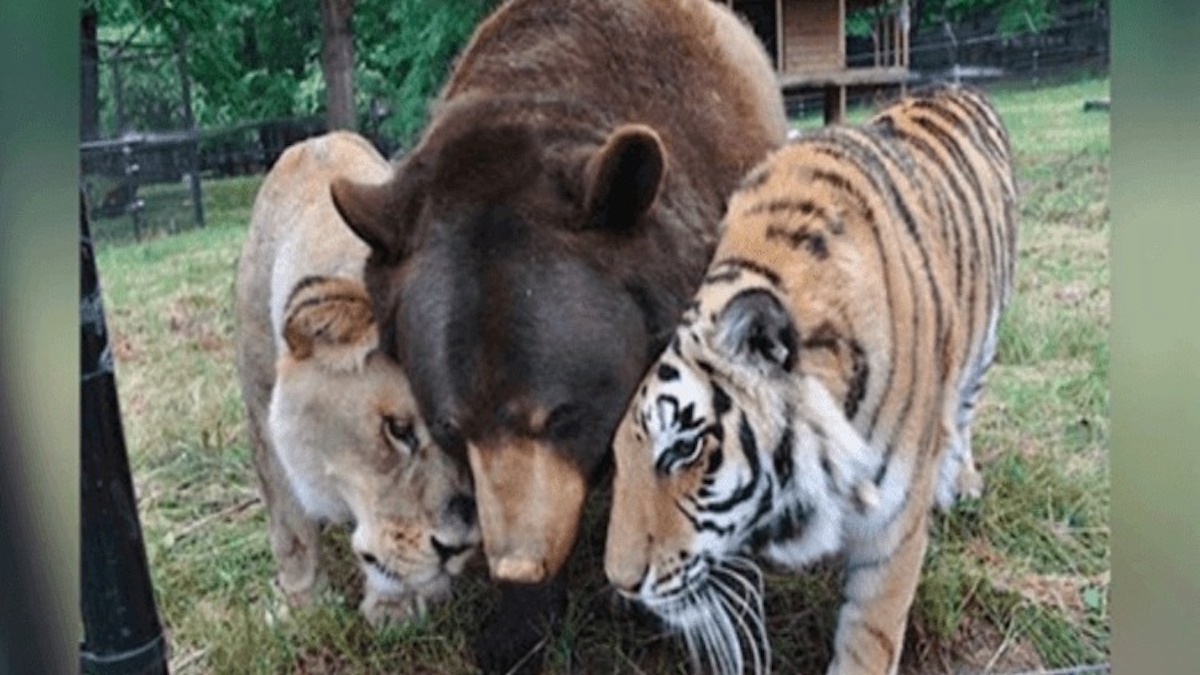 Un lion, un tigre et un ours sauvés quand ils étaient petits deviennent inséparables