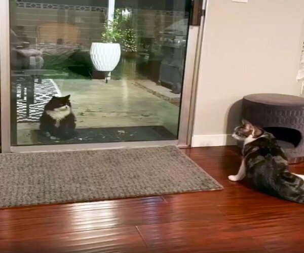 Un chat errant tente de se lier d'amitié avec les chatons d'une famille, il sera adopté