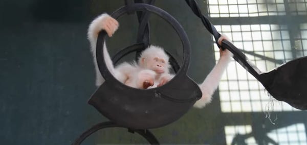 Un orang-outan albinos très rare a été découvert, les sauveteurs lui aménagent une île privée