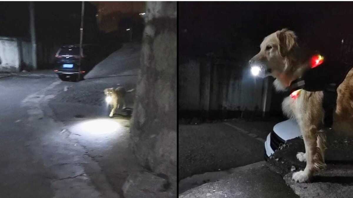 Un petit chien attend chaque soir sa propriétaire pour éclairer son chemin jusqu'à la maison avec une lampe de poche et la protéger