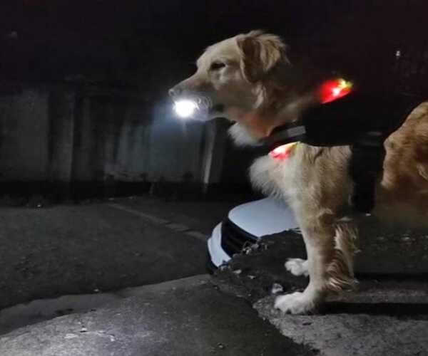 Un petit chien attend chaque soir sa propriétaire pour éclairer son chemin jusqu'à la maison avec une lampe de poche et la protéger