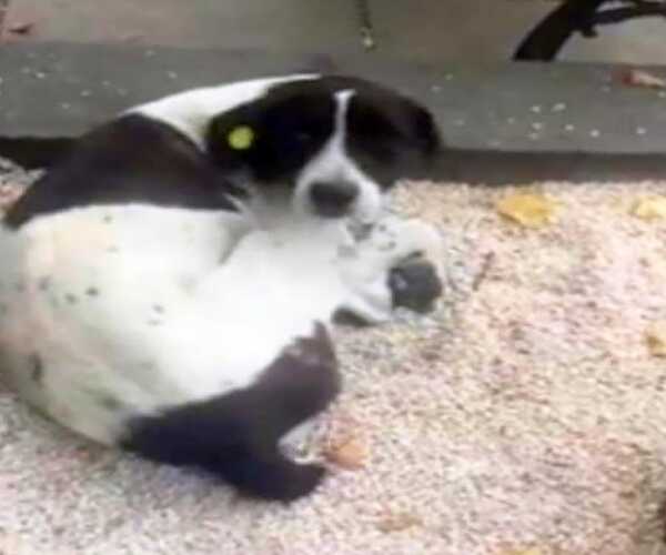 Un chien ne cesse de pleurer quand il retrouve son propriétaire après 3 ans de disparition