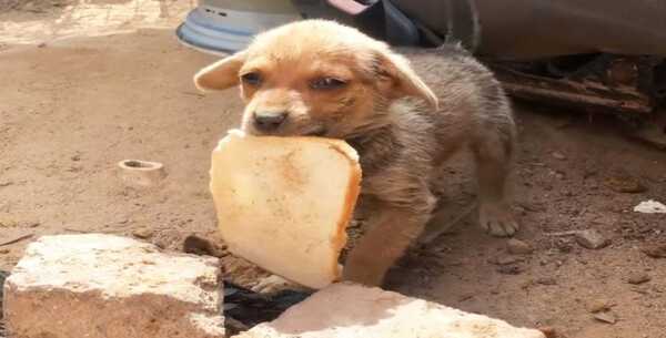 Un petit chiot abandonné est tellement reconnaissant d'avoir été sauvé qu'il partage son pain avec ses sauveteurs