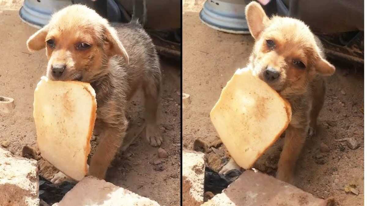 Un chiot abandonné est tellement reconnaissant d'avoir été sauvé qu'il partage son pain moisi
