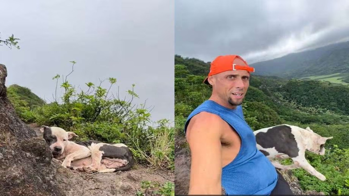 Un randonneur sauve un chien perdu sur l'un des sentiers les plus dangereux d'Hawaï