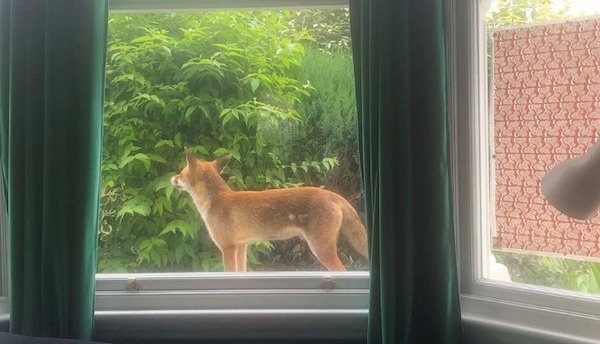 Un renard sauvage et un chaton se lie d’amitié à travers une fenêtre, une rencontre inédite