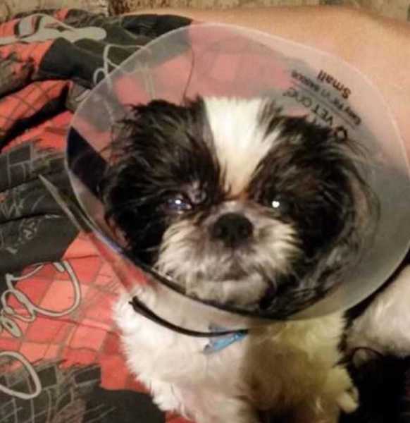 Un vétérinaire euthanasie par erreur la chienne, un miracle va se produire