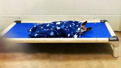 Ce chien vieux et triste dort chaque nuit avec sa couverture, il trouve un foyer grâce à une photo virale