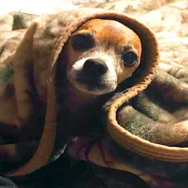 Ce chien vieux et triste dort chaque nuit avec sa couverture, il trouve un foyer grâce à une photo virale