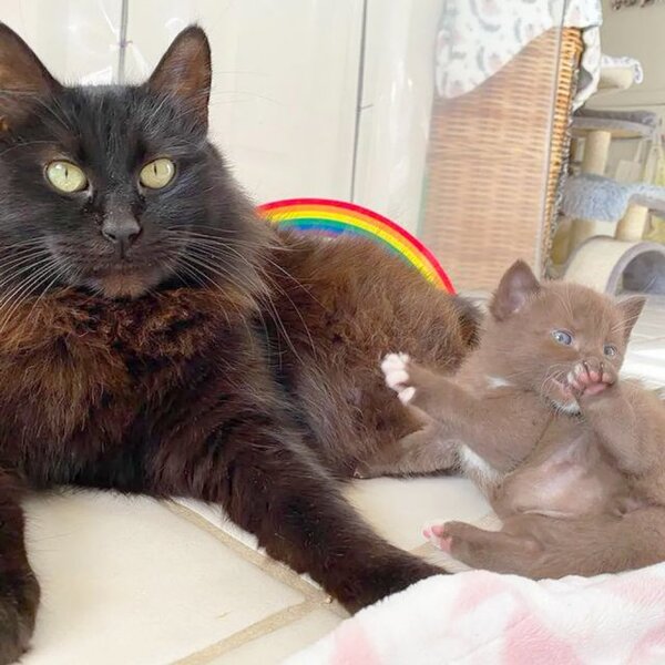Une chatte et ses quatre chatons au pelage marron sont secourus, une couleur très rare chez les chats