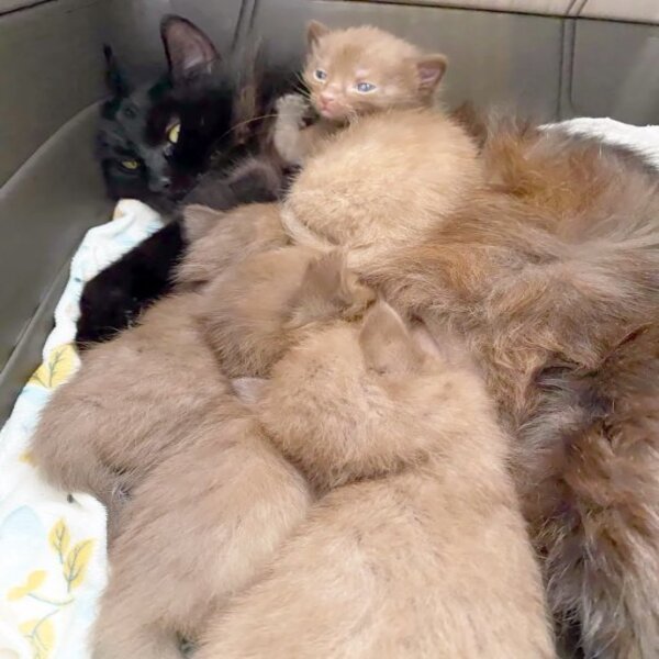 Une chatte et ses quatre chatons au pelage marron sont secourus, une couleur très rare chez les chats