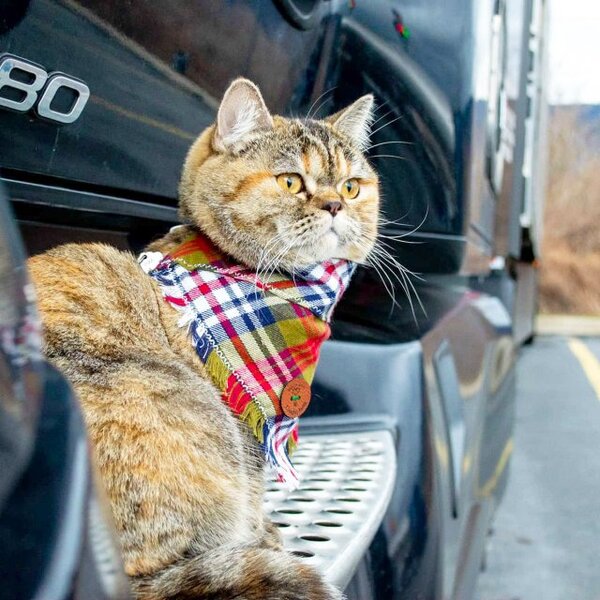 Ce routier emmène sa chatte dans son camion chaque jour, elle connaît déjà 43 états des États-Unis