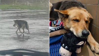 Une chienne erre avec une peluche après avoir été abandonnée au décès de son propriétaire