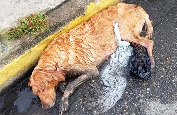 Une chienne errante au plus mal s'effondre dans la boue lors d'une terrible tempête 
