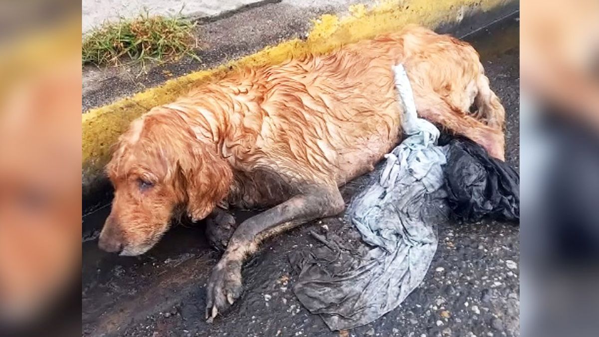 Une chienne errante au plus mal s'effondre dans la boue lors d'une terrible tempête