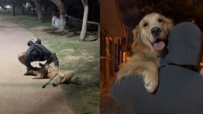 Une chienne revoit l'ex de sa propriétaire un an et demi plus tard, sa réaction émouvante