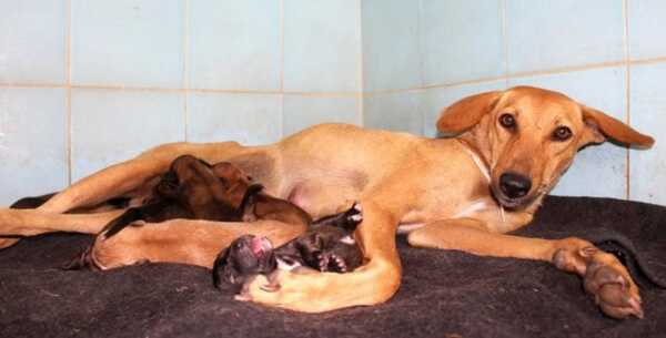 Une chienne errante s'effondre après avoir donné naissance à des chiots